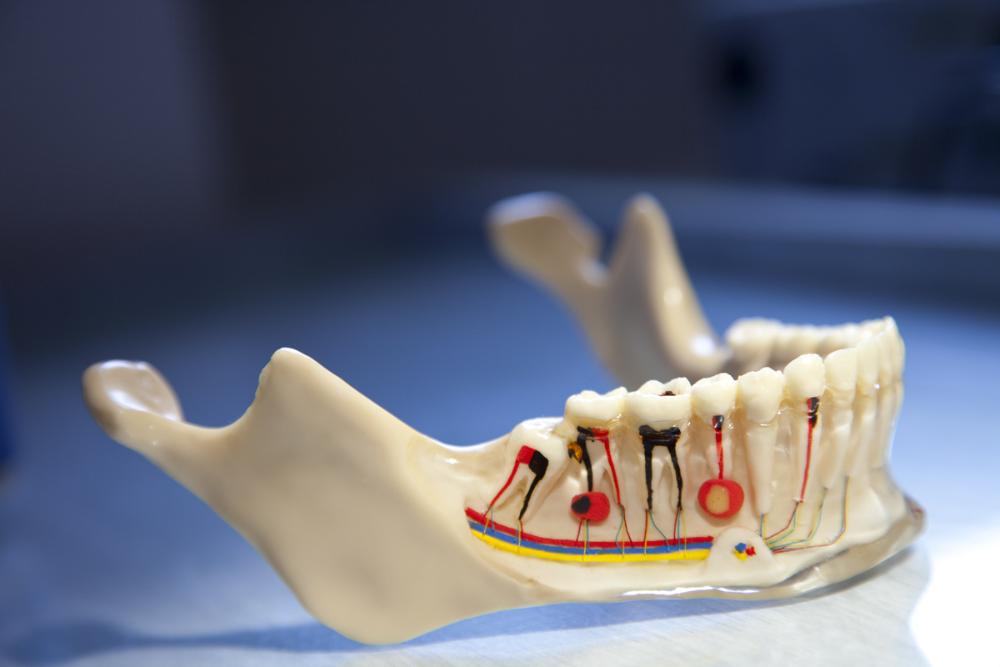 Різні зуби відрізняються один від одного не тільки розташуванням в порожнині рота, формою і функціями (жувальний, різець, ікло), але і внутрішньою будовою, кількістю коренів і каналів