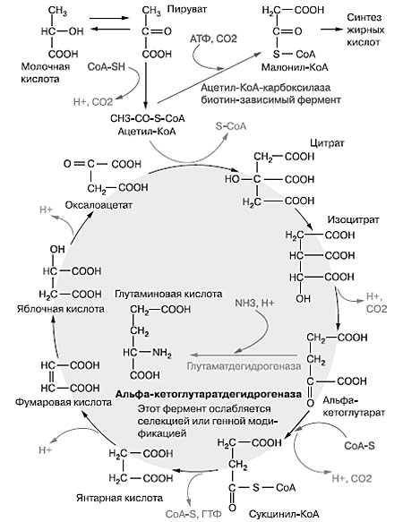 Глутамінова кислота, яку виробляють мікроорганізми в цілком промислових кількостях, народжується в їх клітинах в циклі трикарбонових кислот, або циклі Кребса