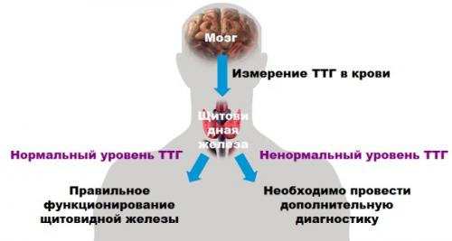 Будь-які відхилення вироблення важливих гормонів можуть спричинити за собою серйозні і, часом, незворотні наслідки