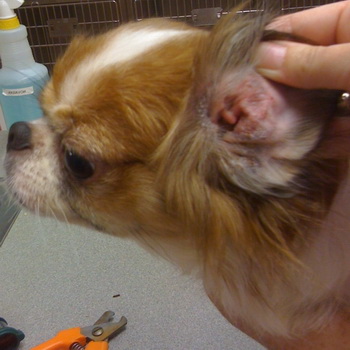 Розрізняють два види запалення вуха у собаки: зовнішнє (по краях вух і мочок) і внутрішнє, при якому вражається вушний канал