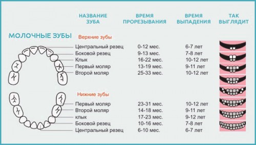 У більшості випадків процес випадання починається з нижньої щелепи