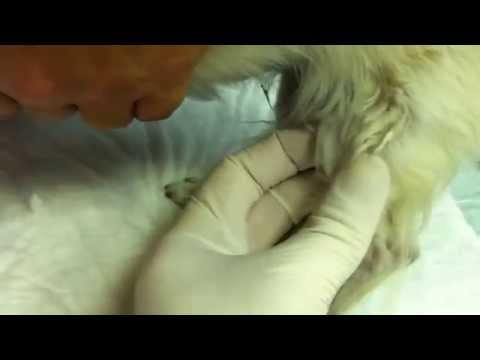 Якщо ж заходи не будуть прийняті, то ущільнення може перейти до окостеніння суглобової сумки, що спричинить за собою повну нерухомість суглоба