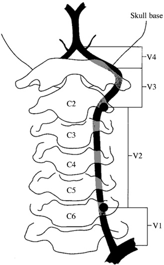 Давайте розглянемо анатомічний атлас: