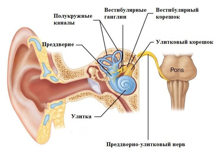 Всі слухові нерви проходять в черепі, і до шиї не мають ніякого відношення