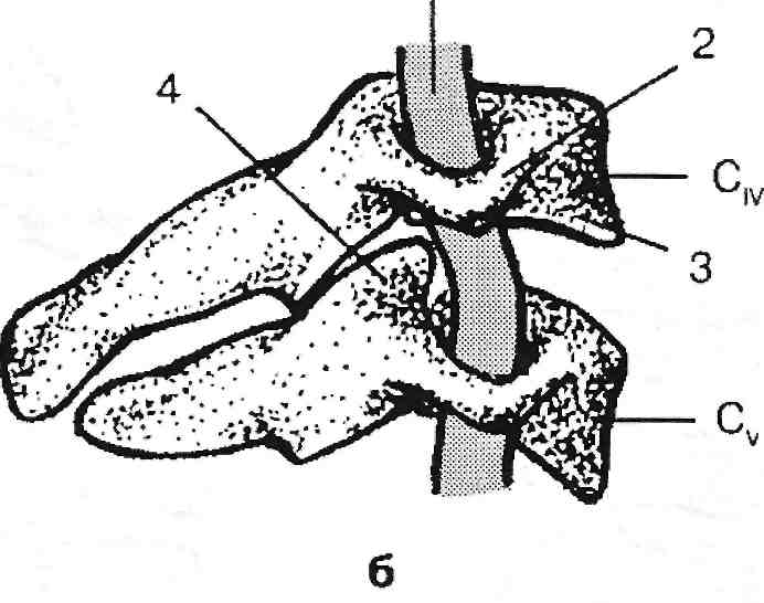 Хребетний сегмент в нормі