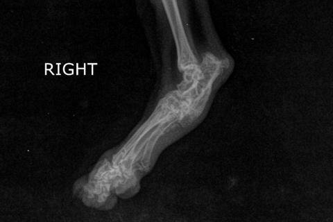 Рентгенівський знімок кота з хондродисплазія