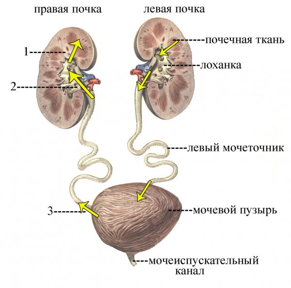 Точний діагноз може поставити тільки лікар після проведення необхідних обстежень