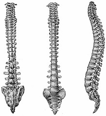 Хребет - це стовп життя в нашому тілі