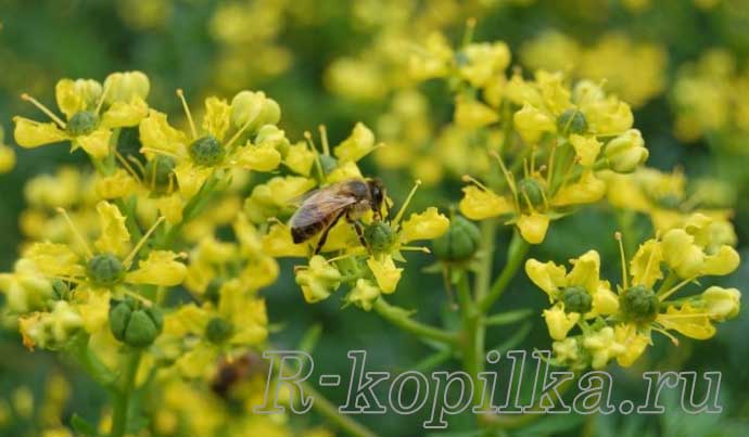 Ця кількість випивають рівними порціями протягом доби