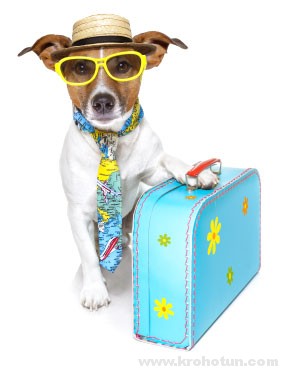 Якщо ви вирішили розділити відпустку з чотириногим другом, підготуйтеся до цього заздалегідь, і ви не пошкодуєте про своє рішення