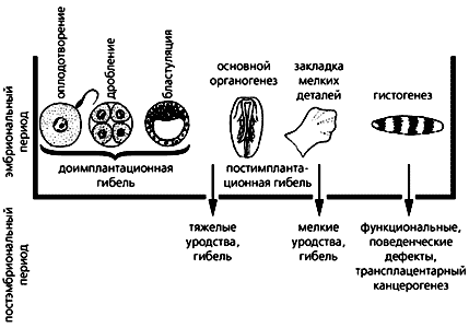 Рис