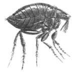 На поверхні тіла розташовуються волоски, щетинки, зубчики і зубці